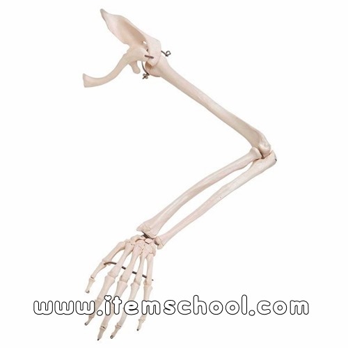 견갑골 및 쇄골을 포함한 좌측 팔 모형 Arm Skeleton with scapula and clavicle, left