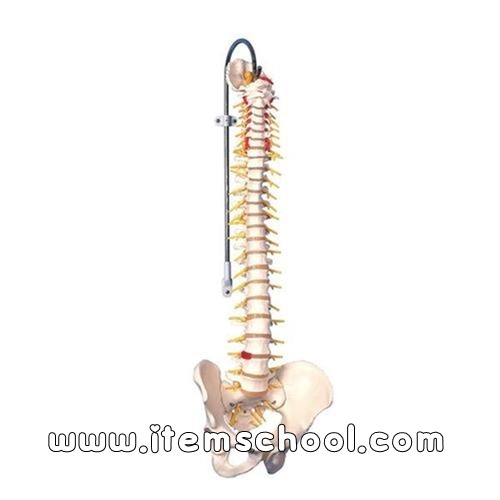 고급형 척추모형 Deluxe Flexible Spine