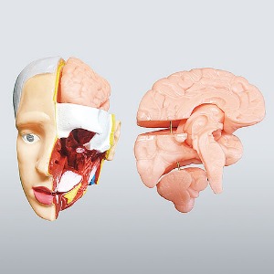 뇌 모형